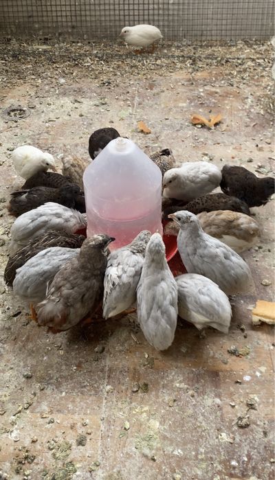 Vand oua prepeliță chinezească