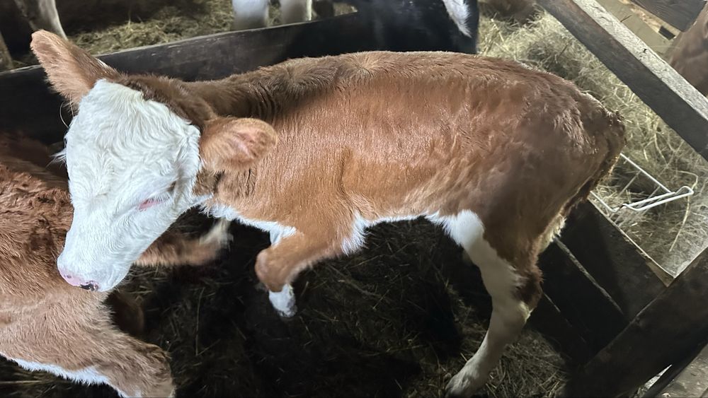 Бузау сатам ургашы