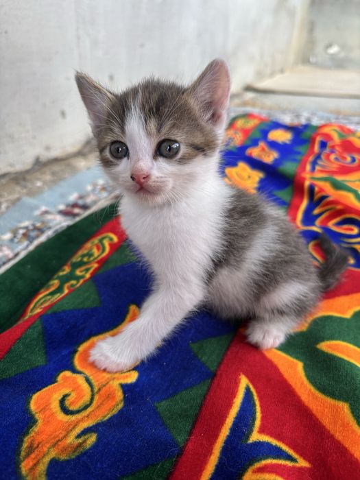 Котята смешанные