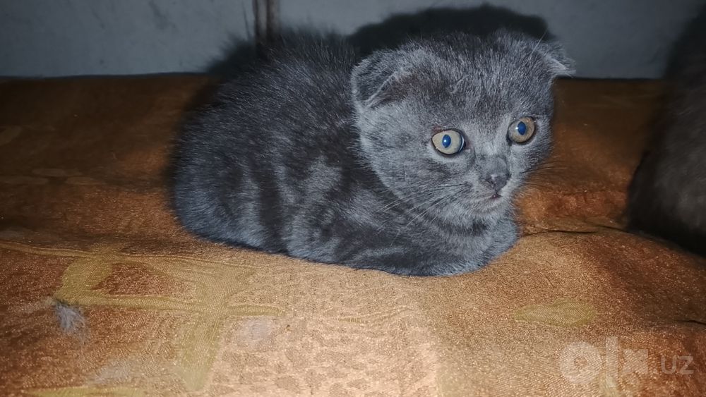 Mushuk zori toza ona bola