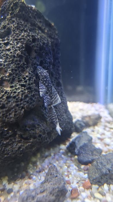 74L Natural Akvarium Komplekt, Sump Sistemali, Tayyor