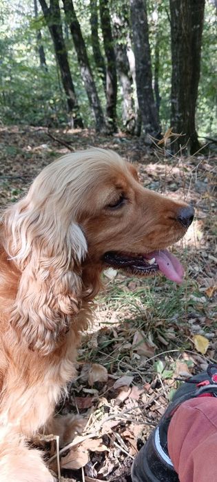 Кучета за трюфели - ОБУЧЕНИ