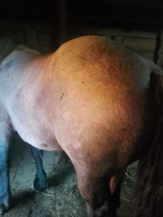 Vând iapă gestanta