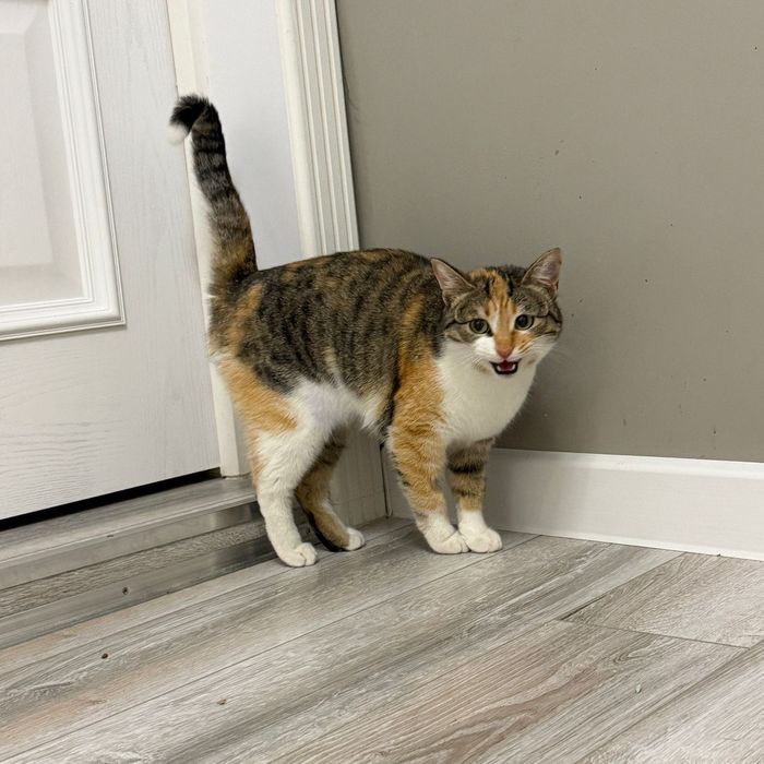 Шикарная кошечка Варя!