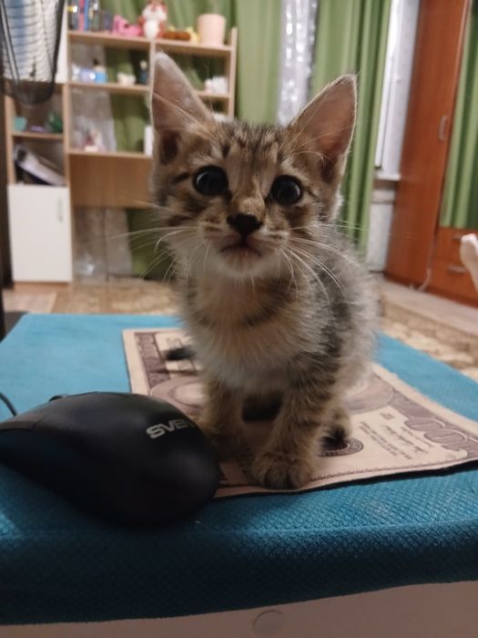 Отдам котёнка в добрые, добрые руки