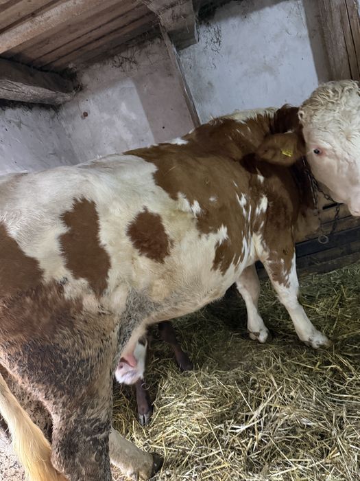 Vând vacă pentru abator