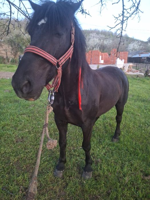 Cal de vânzare bun la munca