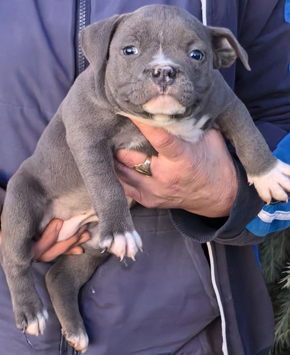American Bully Pocket / Американско Були Покет