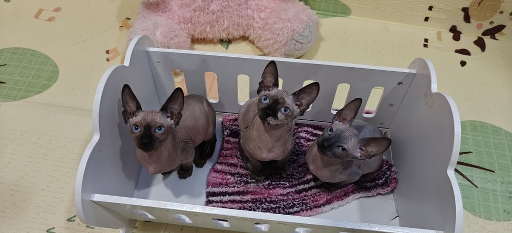 Котета Канадски Сфинкс