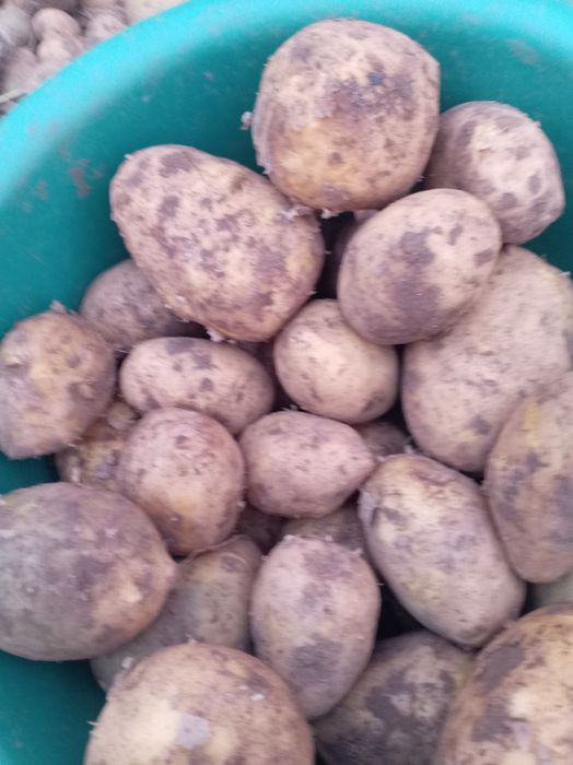 Продам  Картошка  Гала