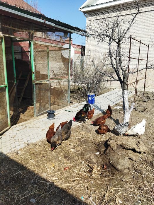 Продаются домашние яйца