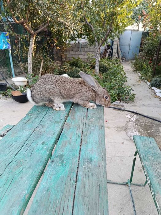кролики самки парода Великан возраст 6 месяцев куен quyon ургочи