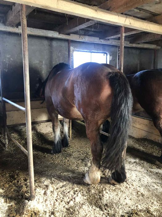 Vând iapa cu tot cu mânză