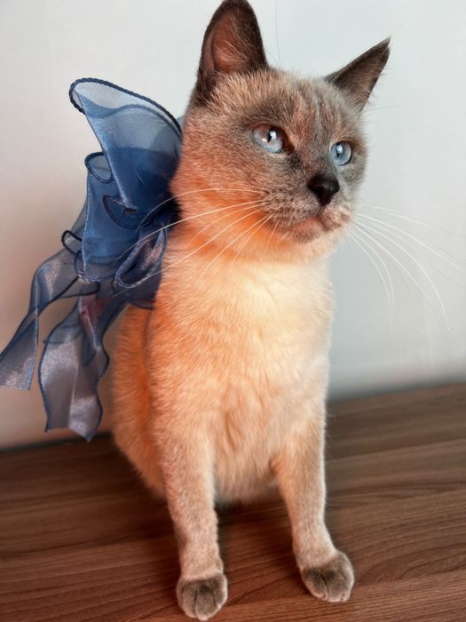 Тайская кошечка Луна