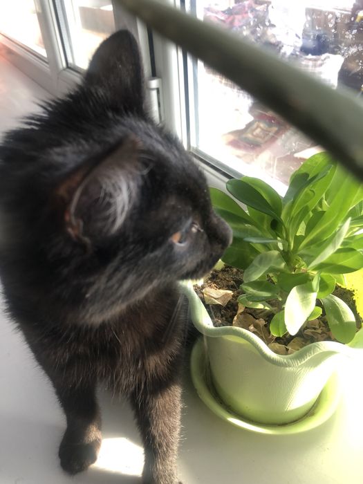 Котенок девочка черная