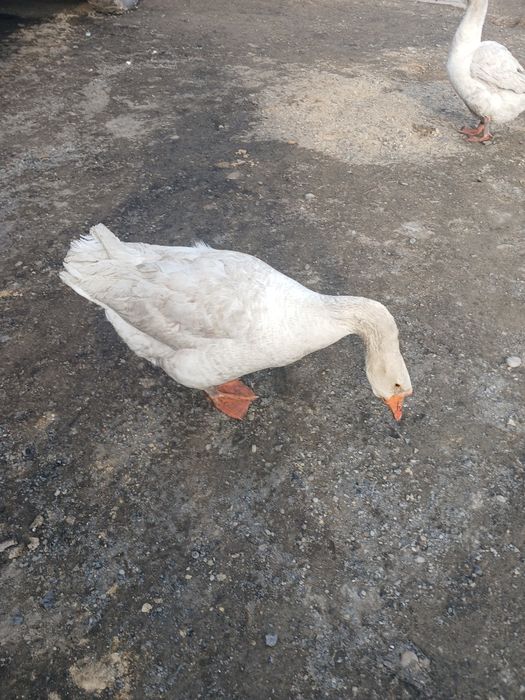 Продам 1 гусь и 2 гусыня