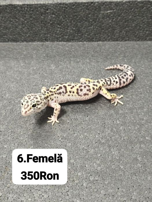 Soparla Gecko Leopard