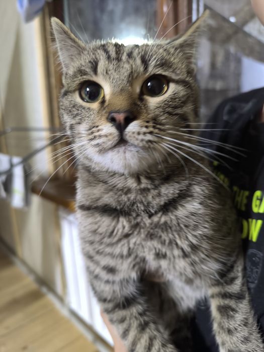 Отдадим кота в добрые руки