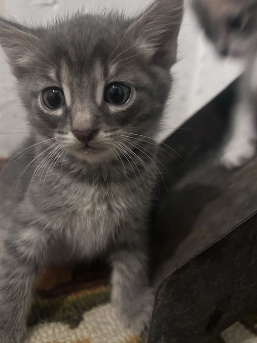 Отдам котят бесплатно