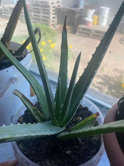 Алоэ гүлдер сатыладыы