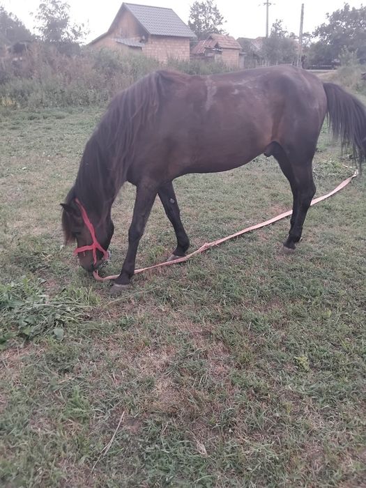 Cal de vânzare sânmărtinul de câmpie