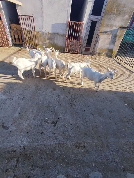 Vând iezi Sannen 3 luni