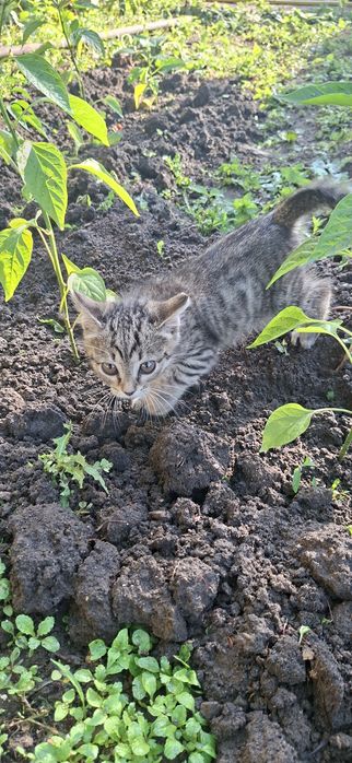 Котёнок мальчик добрый