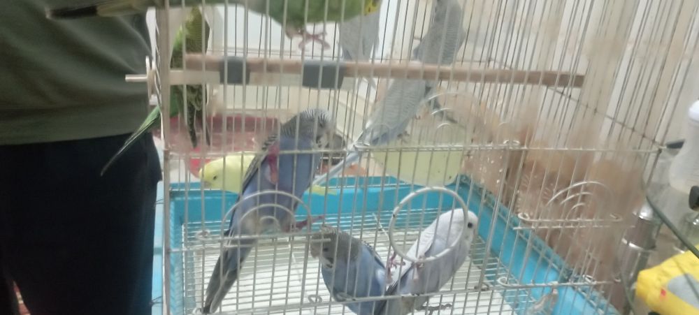 Волнистый папугай