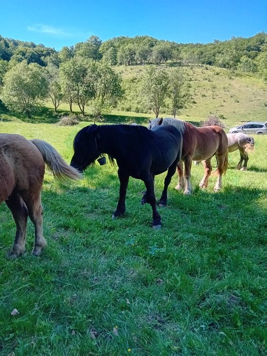 De vânzare doua iepe cu manzi,și un armasar!