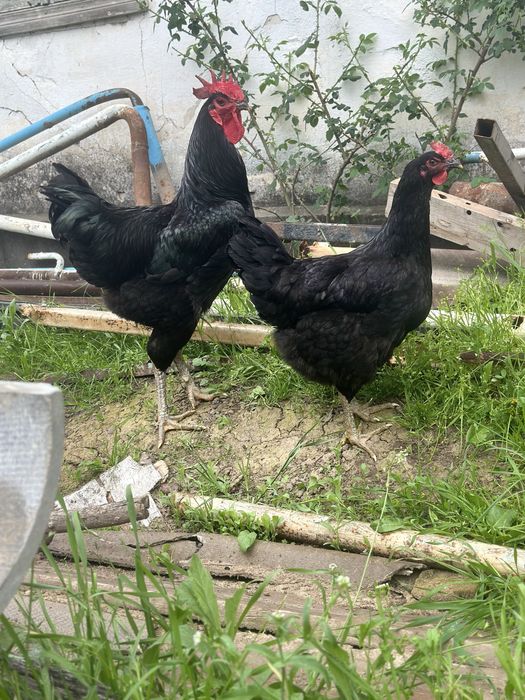 Гигант кора шахзода  (чёрный принц куры петухи цеплята) qora shahzoda.