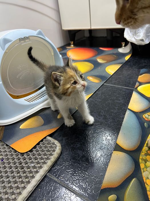 Котята маленькие домашние