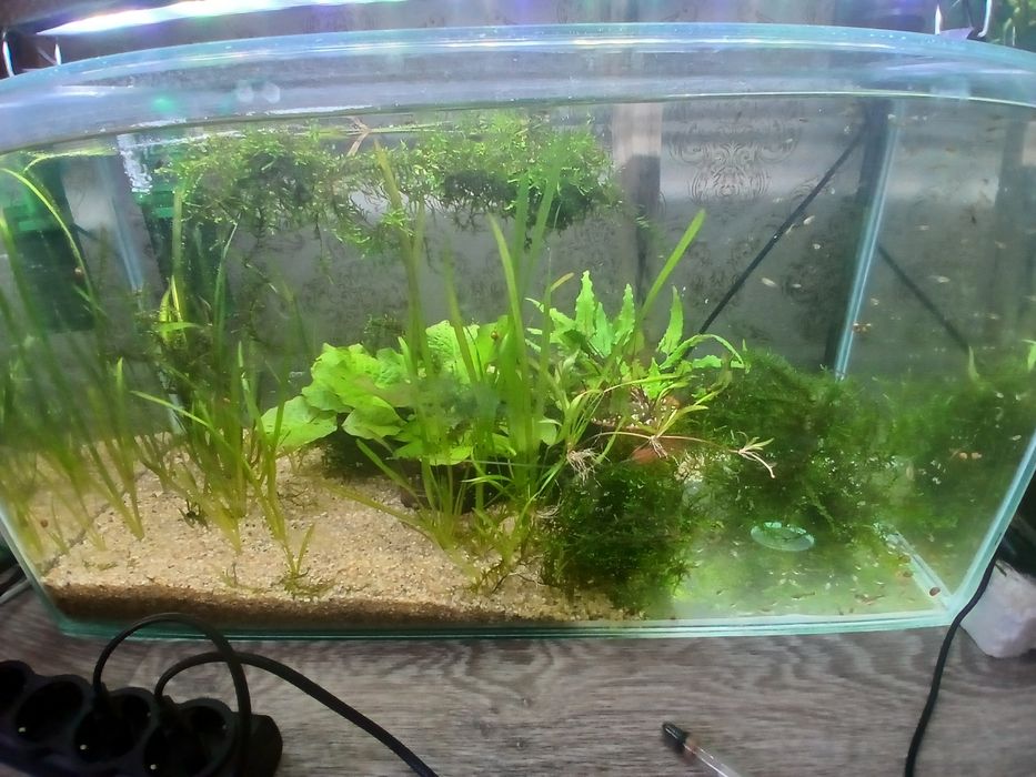 Продам аквариум 60 л с рыбками