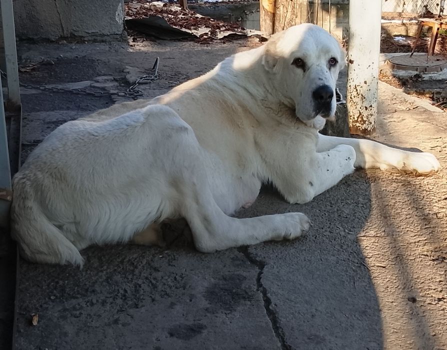 Шикарные щенки САО АЛАБАЙ