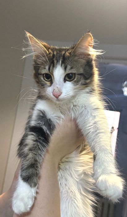 Котенок срочно ищет дом!