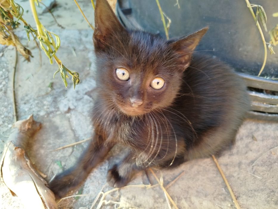 2-месечни котета