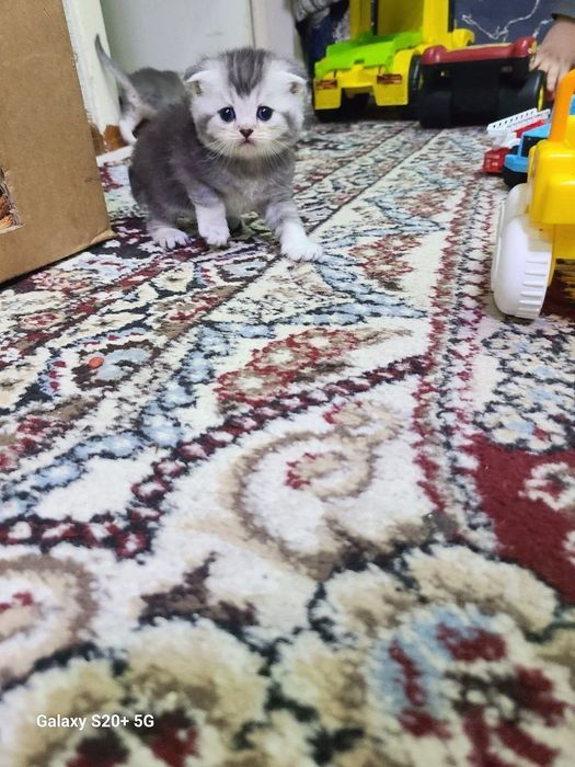 Мушукчалар сотилади