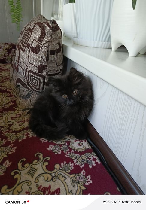 Мальчик 2,месяца лоток на 5 обработан от блох и глистов даром