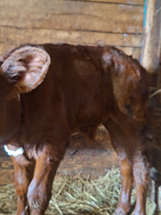 Продам бычка месячного