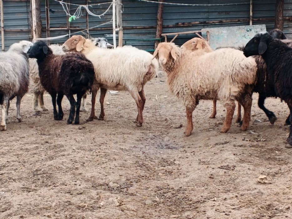 Ona bola boʻgʻoz qoʻylar sotiladi