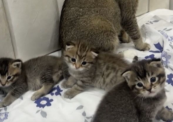 Котяты, мысык 4