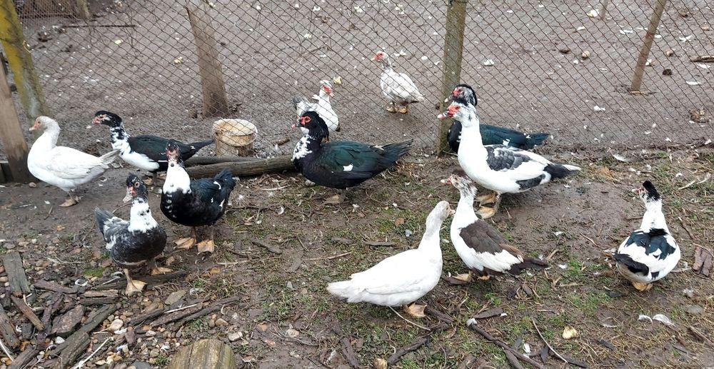 Rață mută de vânzare