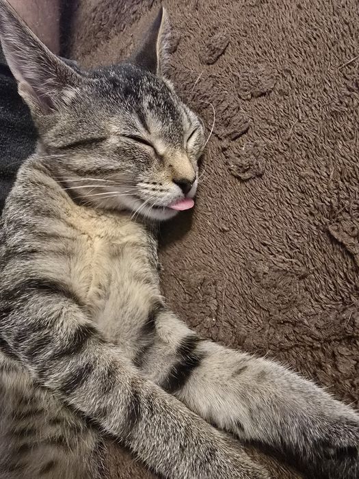 Adoptie pui pisica