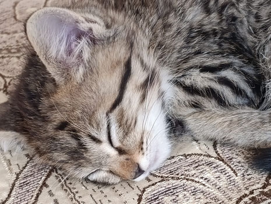 Котёнок в ласковые,добрые руки