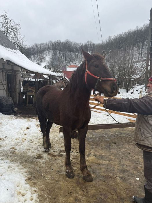 Vând 2 manze tinere