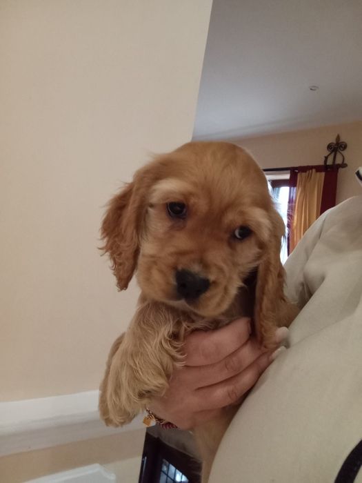 Băiețel Cocker spaniel