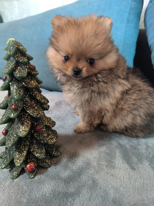 Померан мини момче