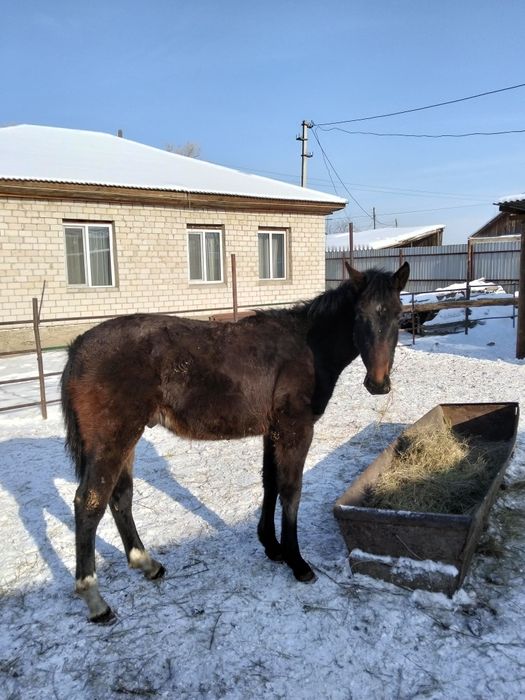 Таза Канды Тайлар сатылады