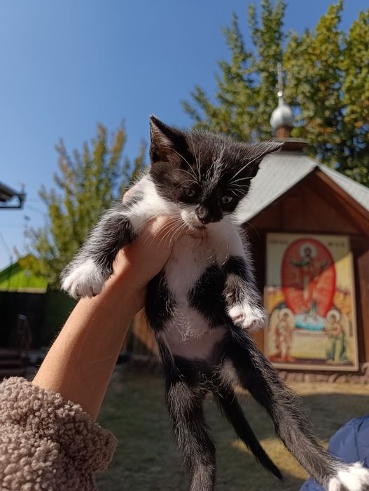 Котята домашние без блох
