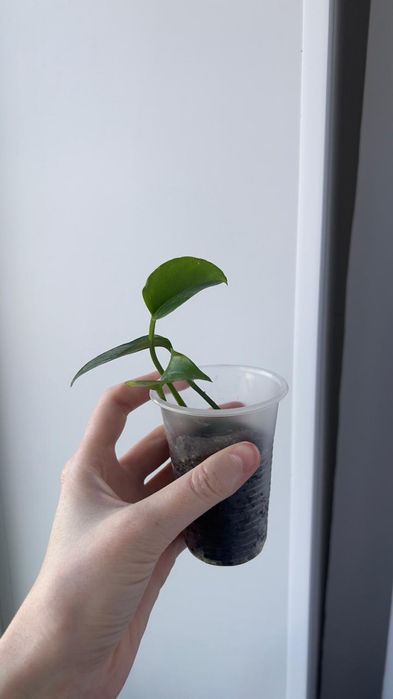 Голфингер голфингер