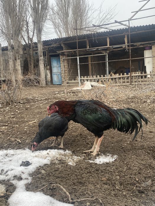 Дакан алдынғы жыл ашылған келіп көріңіздер